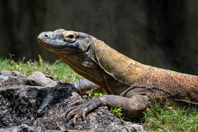 Nieuw onderzoek: Komodovaraan beschikt over ijzerlaag op tanden