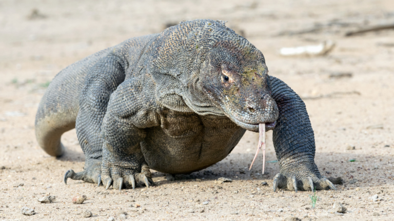 Nieuw onderzoek: Komodovaraan beschikt over ijzerlaag op tanden