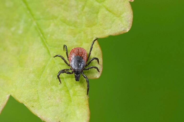 Komt er een vaccin tegen de ziekte van Lyme?