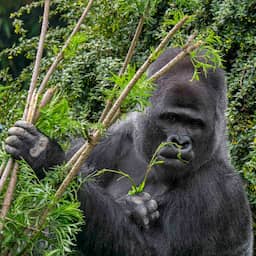 Gorilla's die helende planten eten kunnen helpen bij zoektocht nieuwe medicijnen