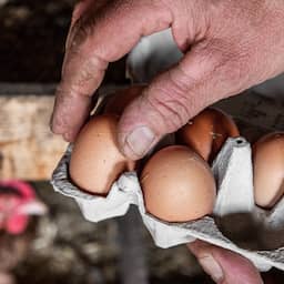 NU+ | Kunnen pfas in bloed verminderen? 'Blijven heel lang in lichaam zitten'