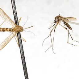 Tijgermug binnen vijf jaar waarschijnlijk permanent gevestigd in Nederland