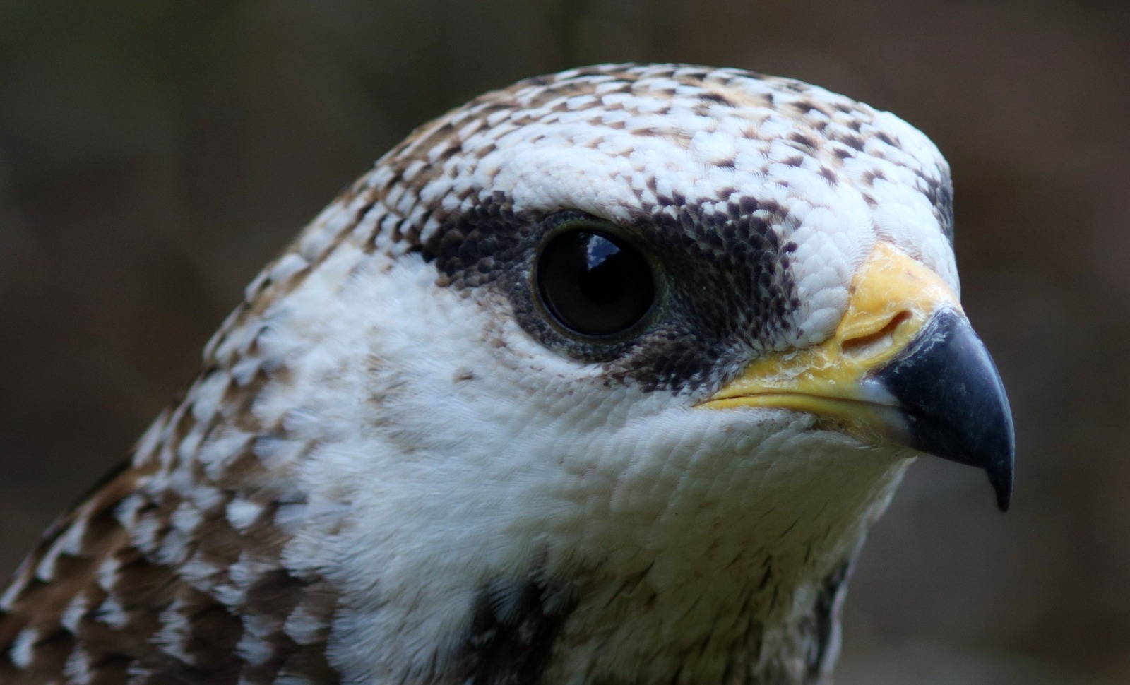 Vogelklas Karel Schot